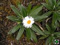 thn_NZ leden-unor 2006 170.jpg